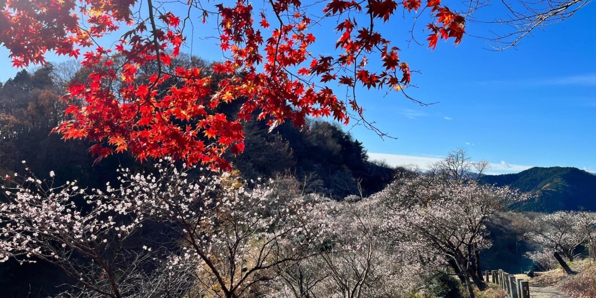 群马县藤冈市：樱山公园的冬樱