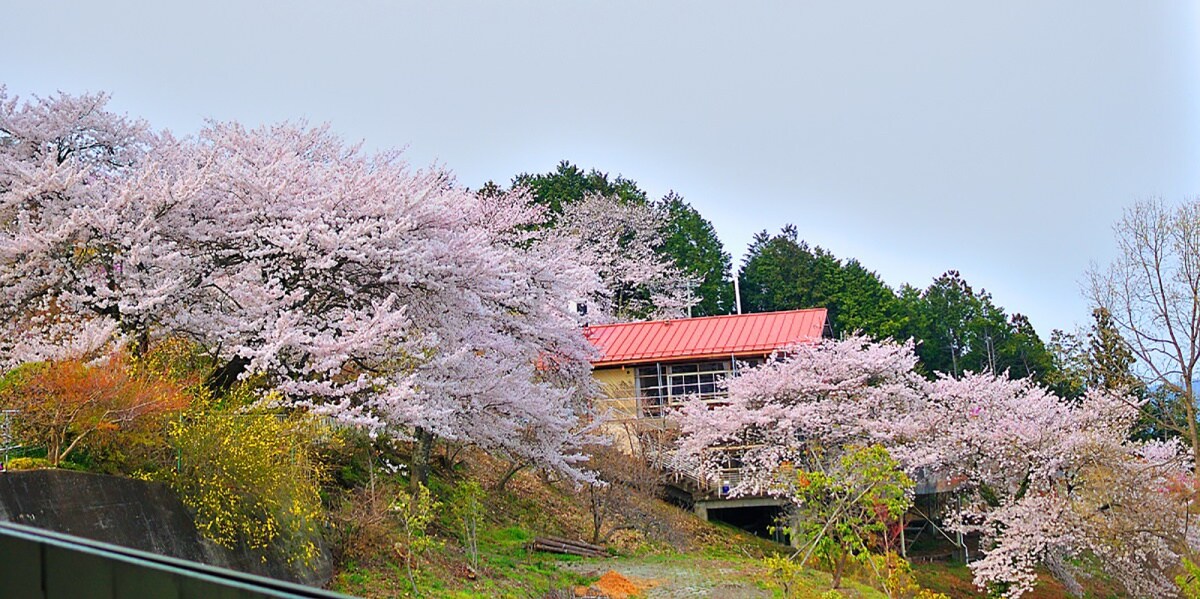 埼玉县长瀞町：宝登山冬樱园的冬樱