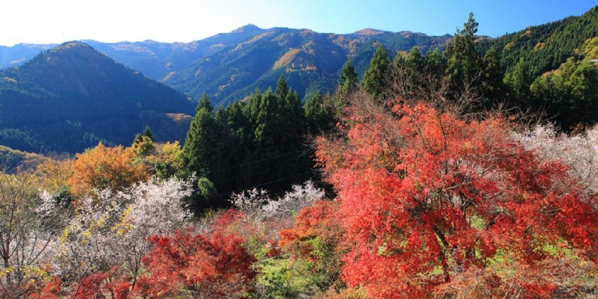 埼玉县神川町：城峯公园的十月樱