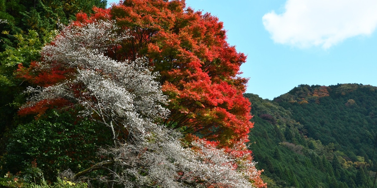 冈山县真庭市：胜山地区的神代四季樱