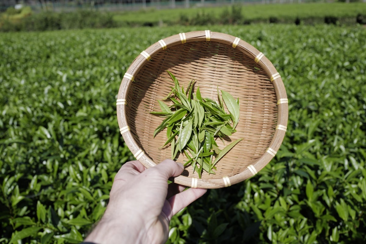 Dining with the Master: Al Fresco at a Tea Plantation