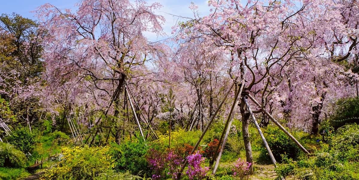 京都——原谷苑：私人秘境，樱花瀑布