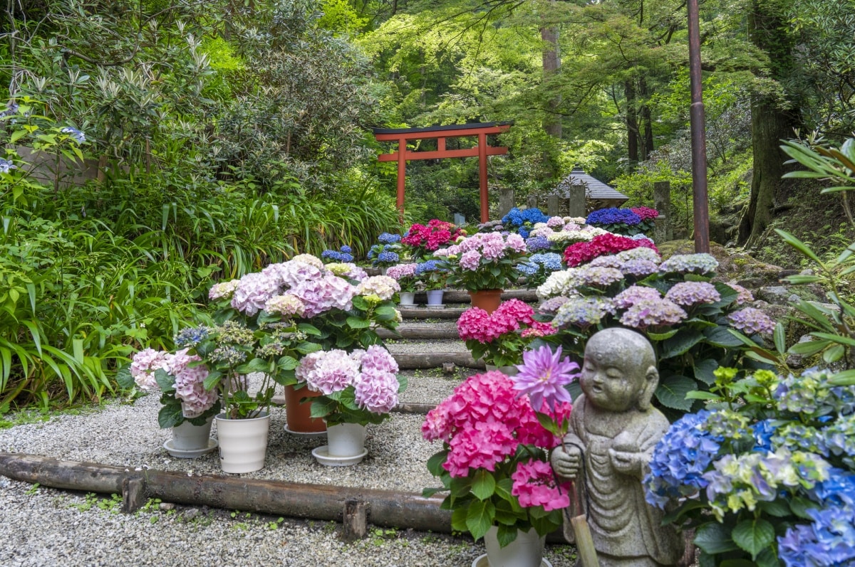 奈良县:冈寺