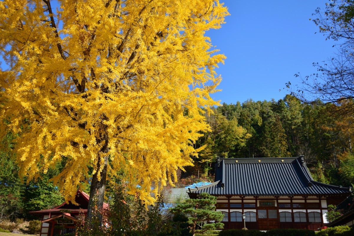 长福寺 | 长野县池田町