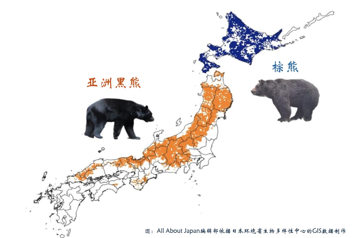 熊的分布