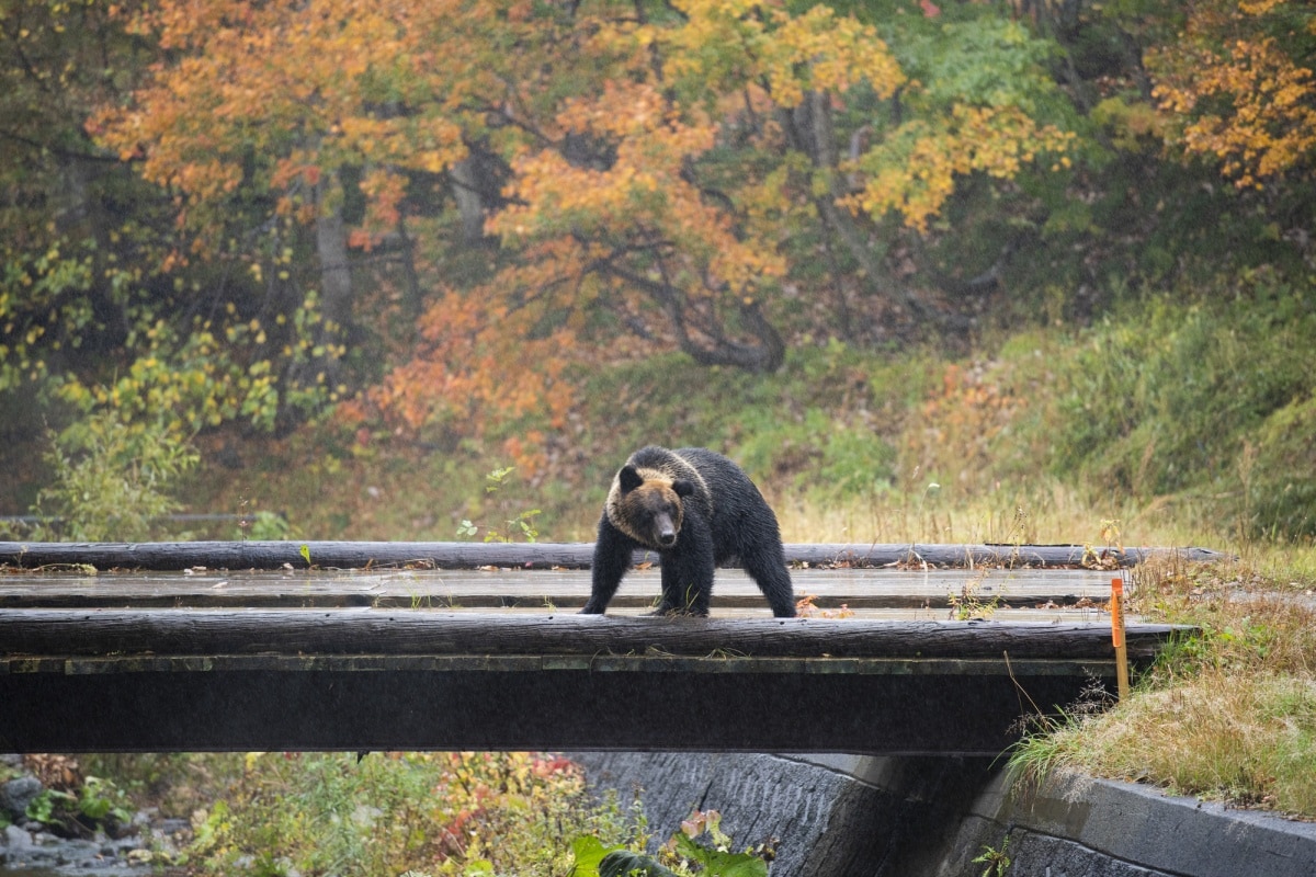 遇到熊了！怎么办？