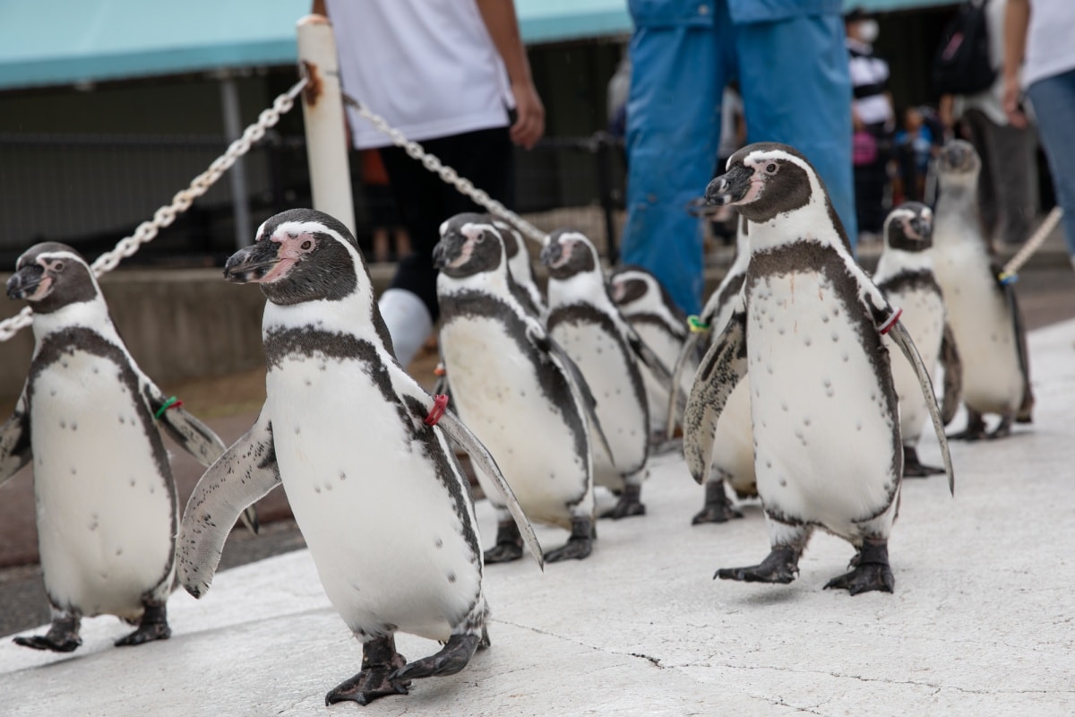 7. 越前松岛水族馆（福井县）
