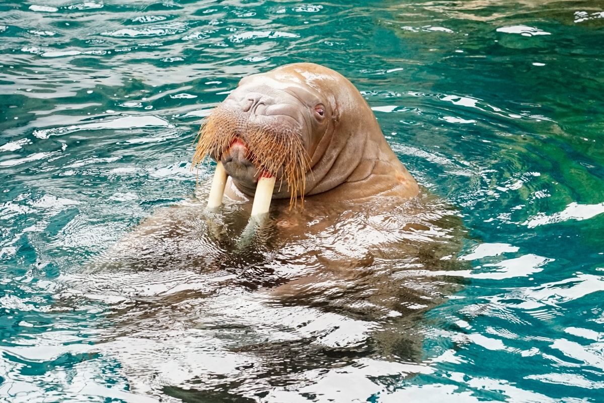 6. Umi Tamago 大分海洋宫殿水族馆（大分县）