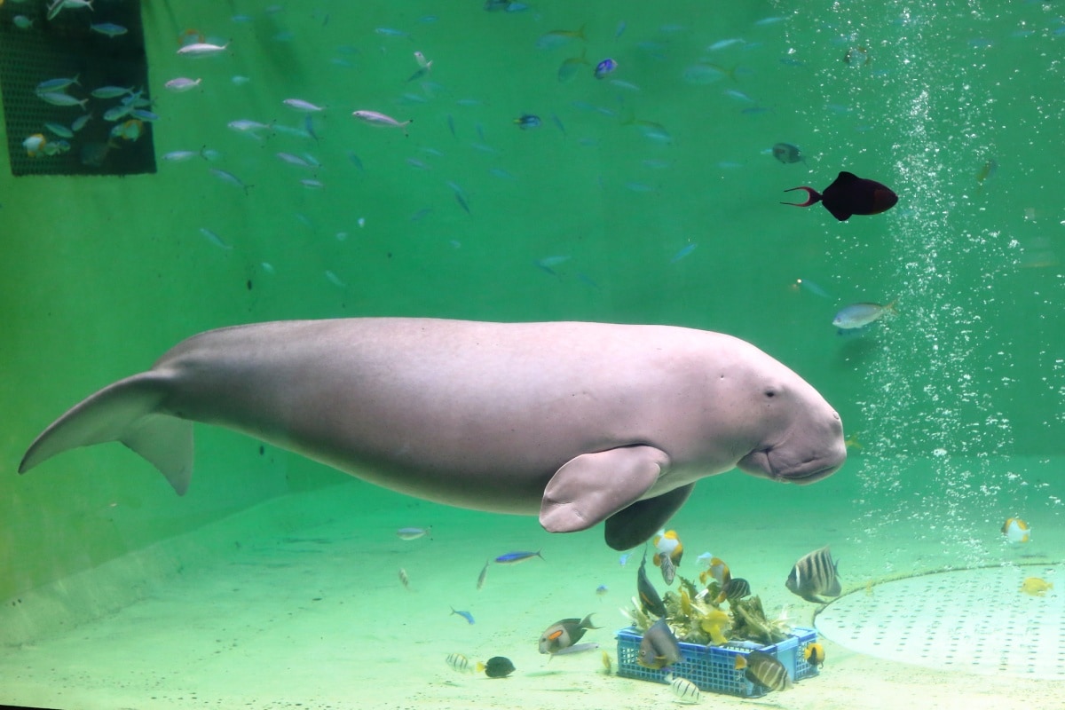 4. 鸟羽水族馆（三重县）
