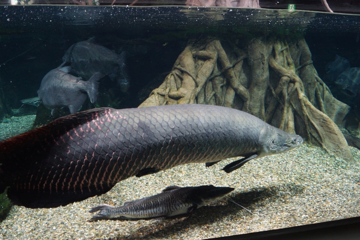 3. 世界淡水鱼水族馆 Aquatotto（岐阜县）