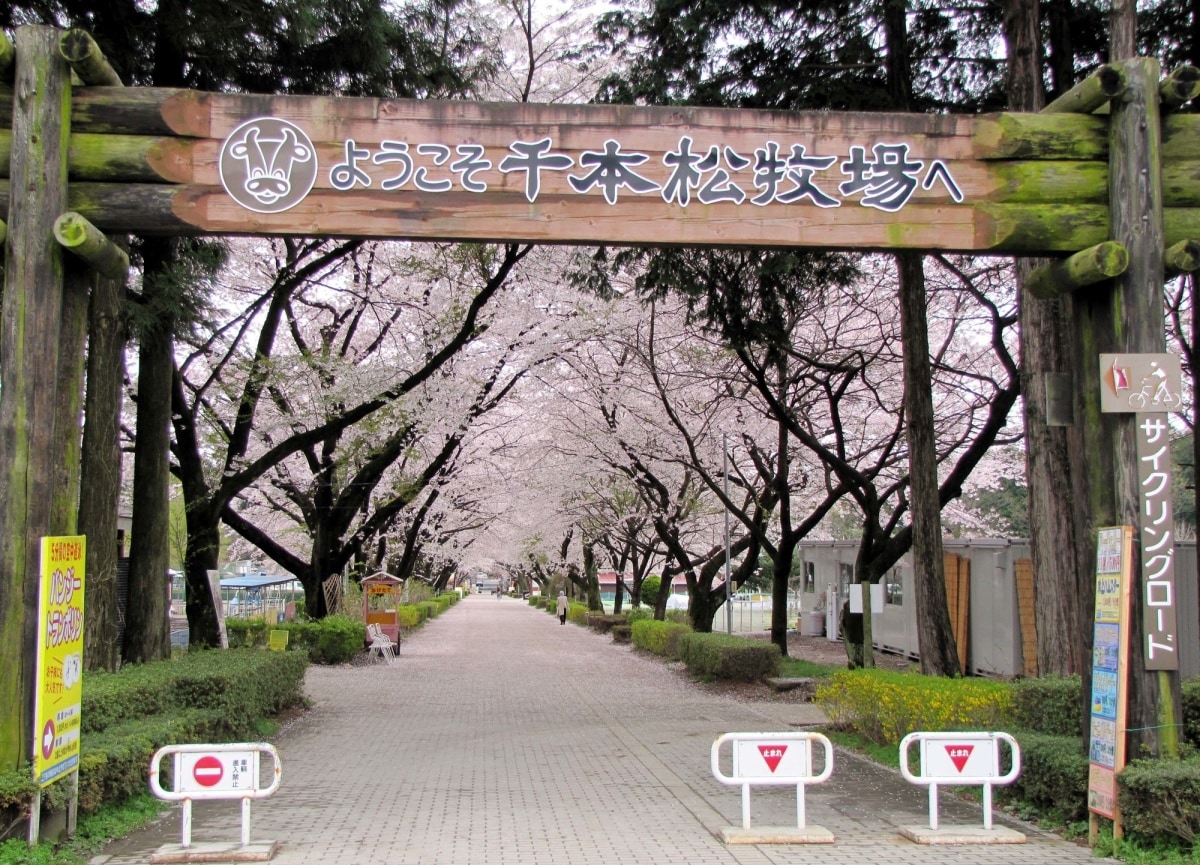 樱花隧道里的萌宠治愈时光