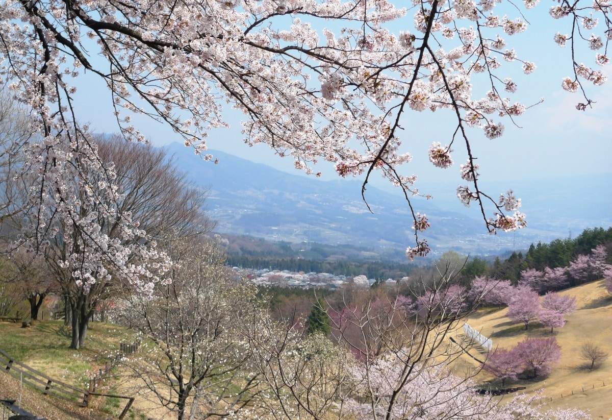 漫步“榛名云海樱”的奇幻画卷