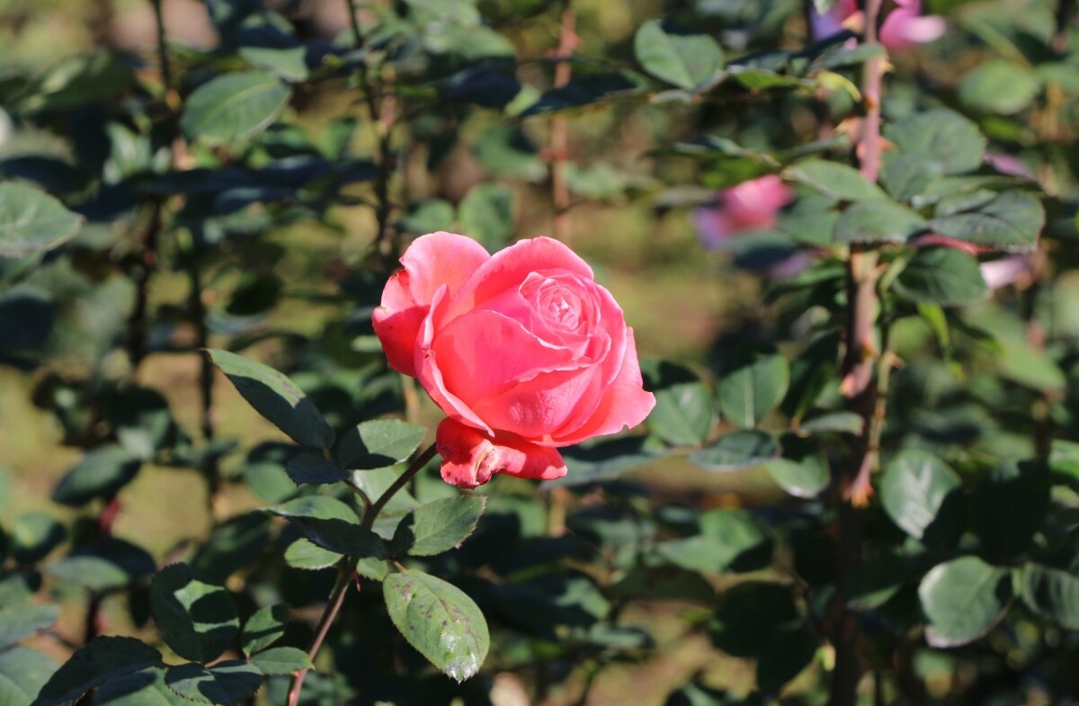 Jindai Botanical Garden, Tokyo