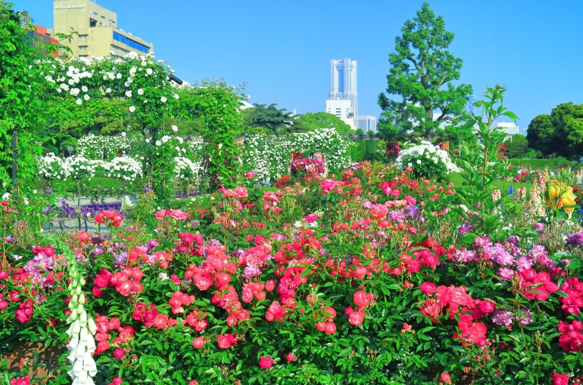 Yamashita Park, Yokohama