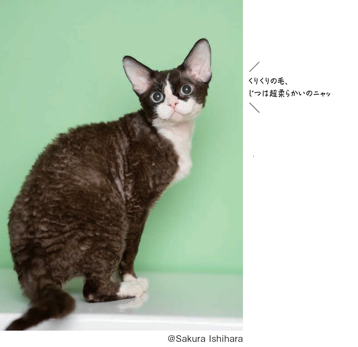 「猫にまつわるコトバがぜんぶわかる!ねこまみれ事典」より