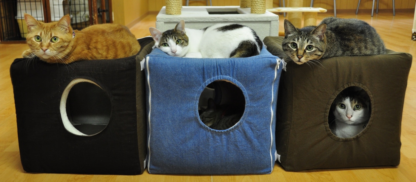 4 Purrfect Kansai Cat Cafés