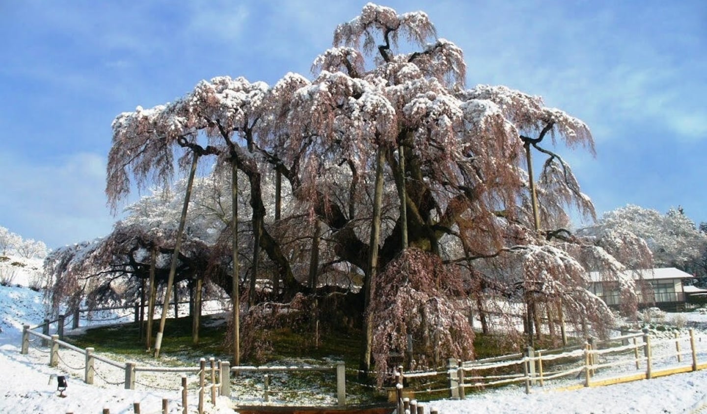 Behold the Magic of Snow Sakura!