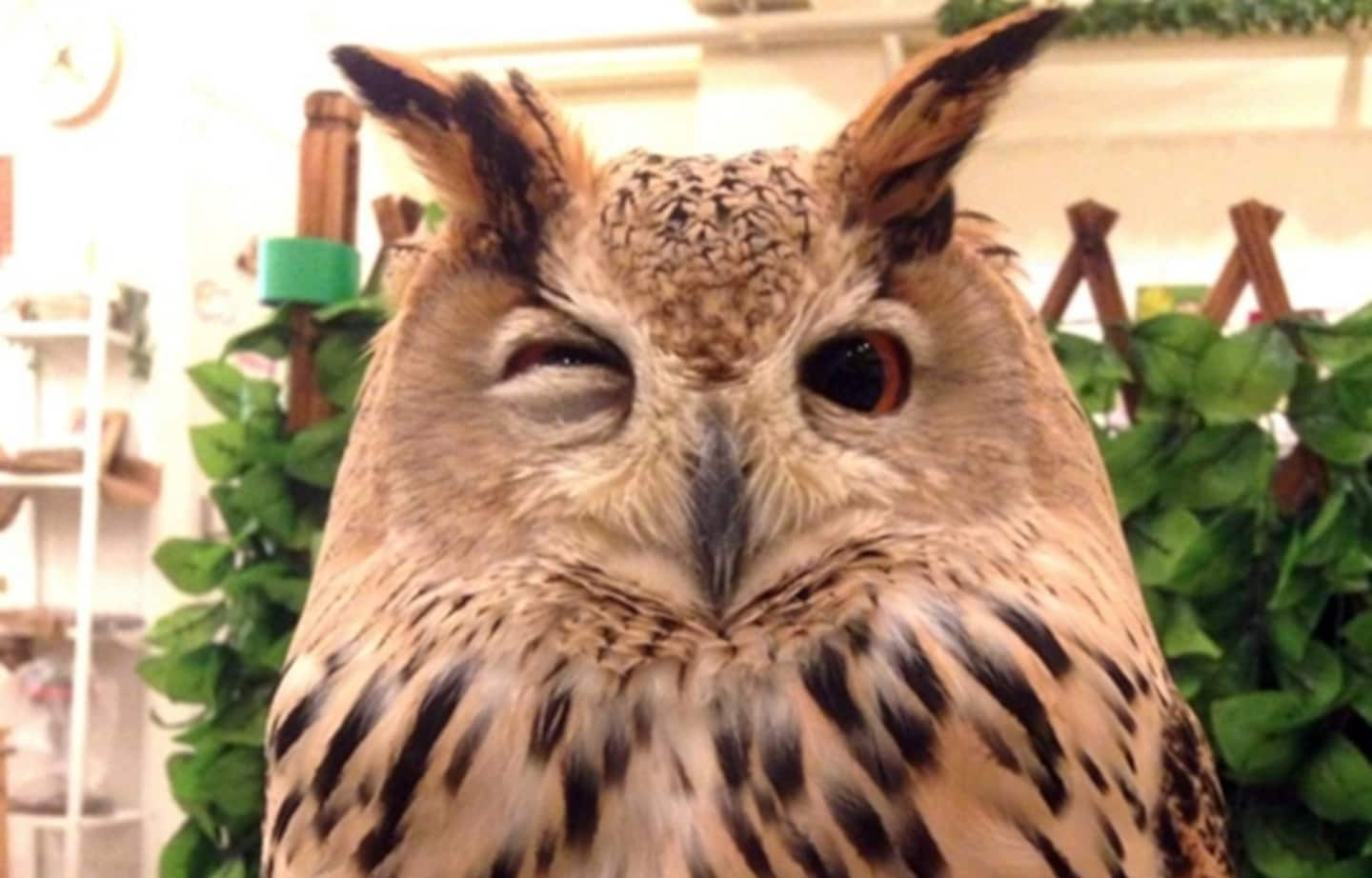 2 Awesome Owl Cafés in Osaka