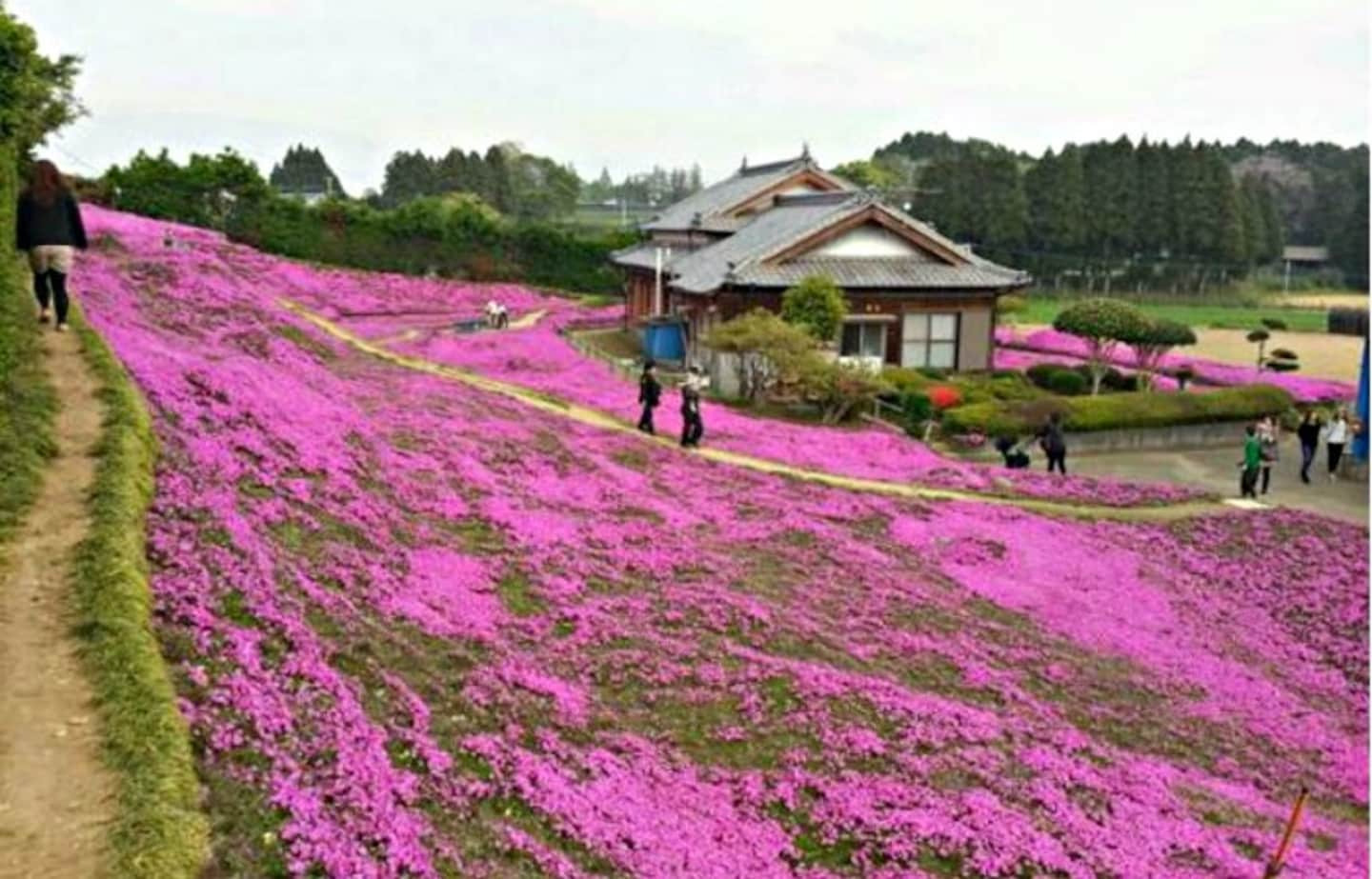 There's a Touching Story Behind These Flowers