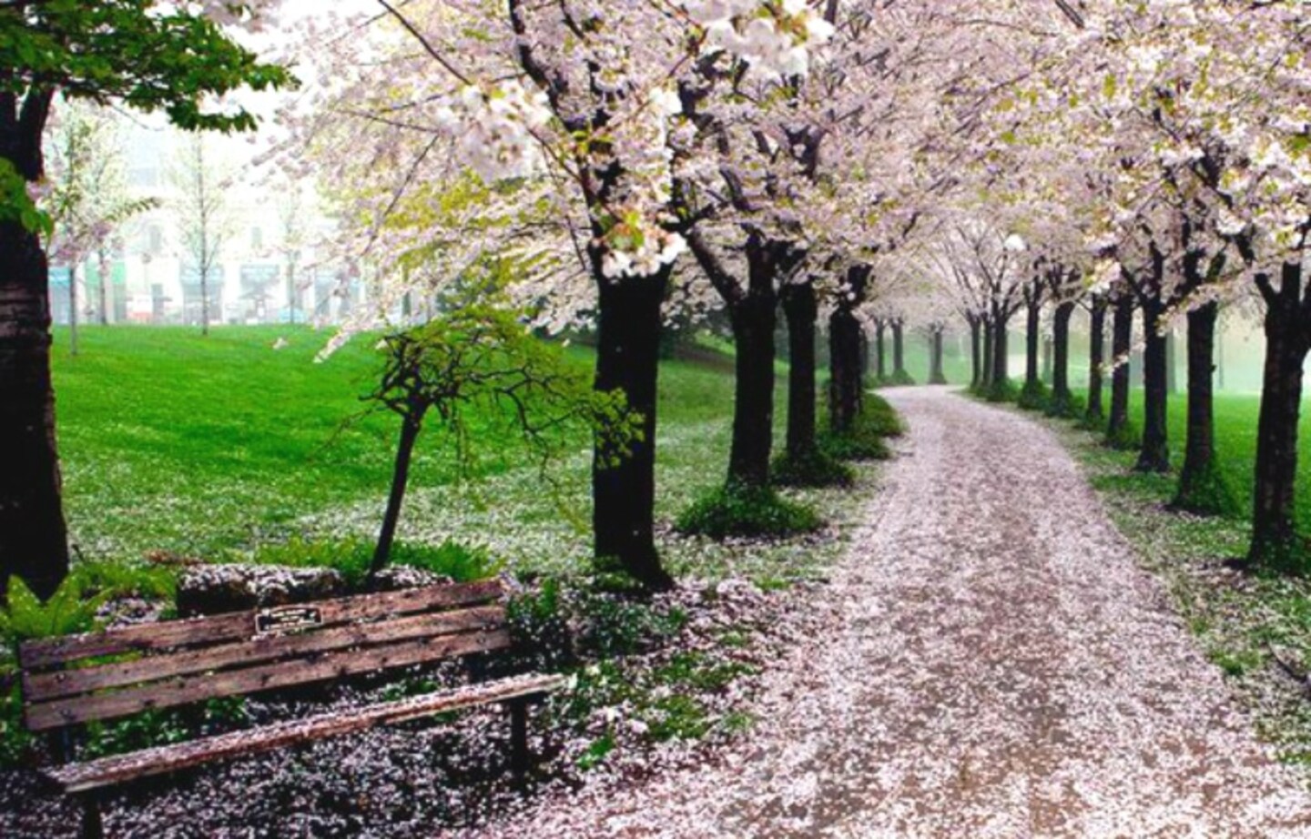 Gorgeous Sakura-Carpeted Landscapes