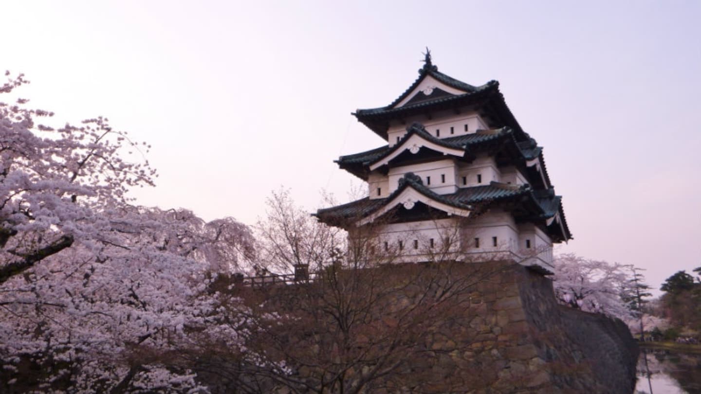 Sakura in Hirosaki City