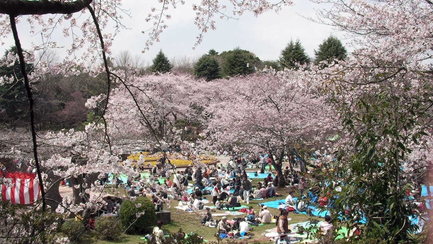 How to 'Hanami' Like A Pro