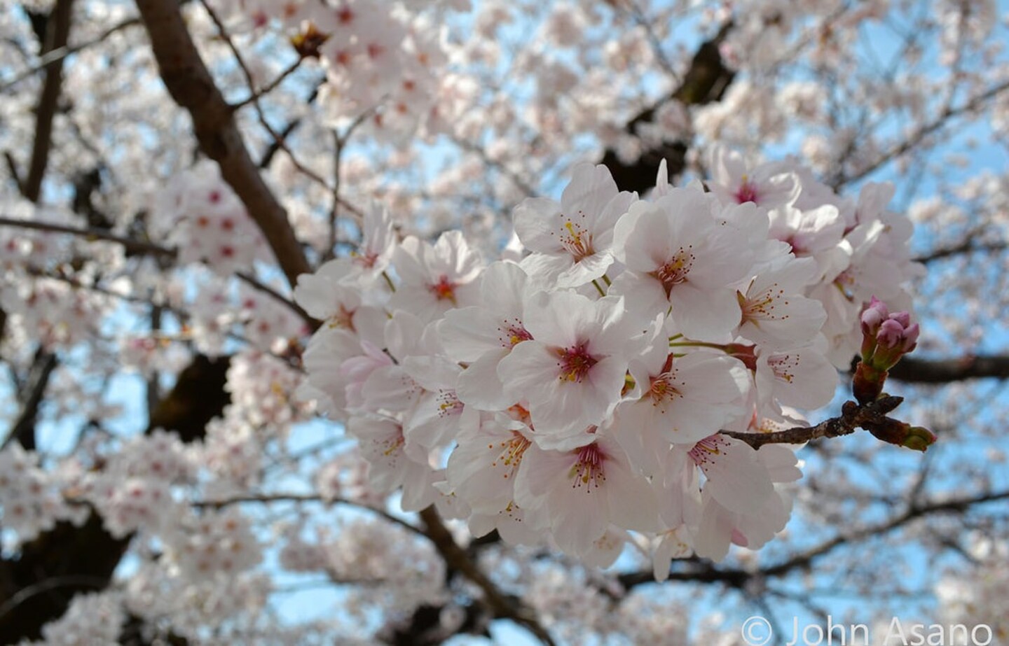 Top 5 Hanami Spots in the Tokai Area