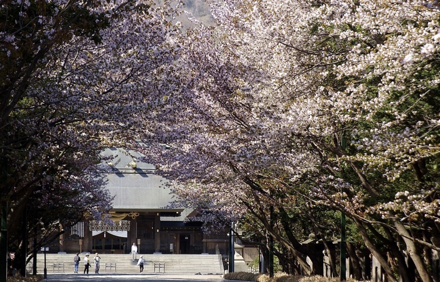 Ski with Sakura in Sapporo