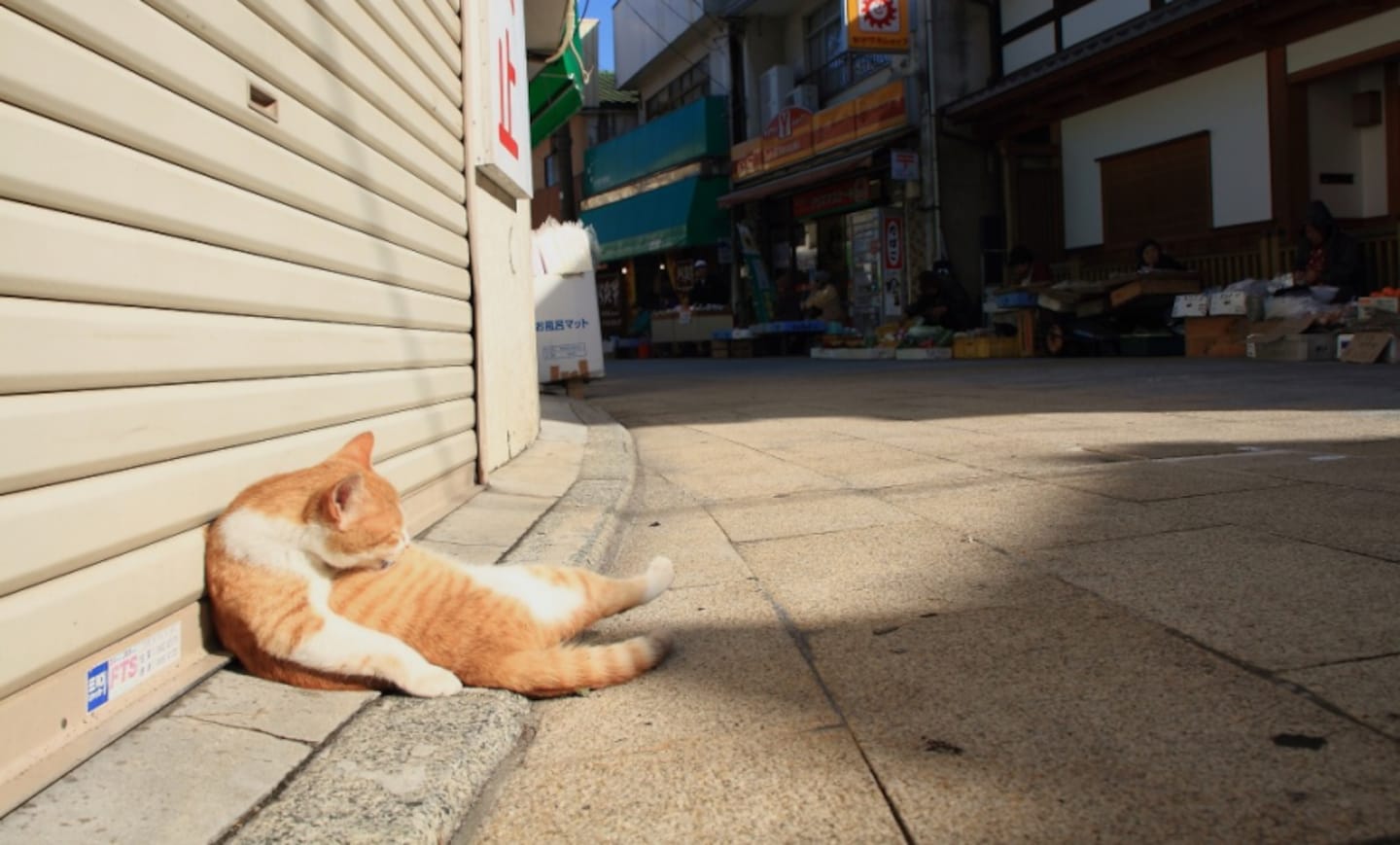 The 11 Cat Islands of Japan