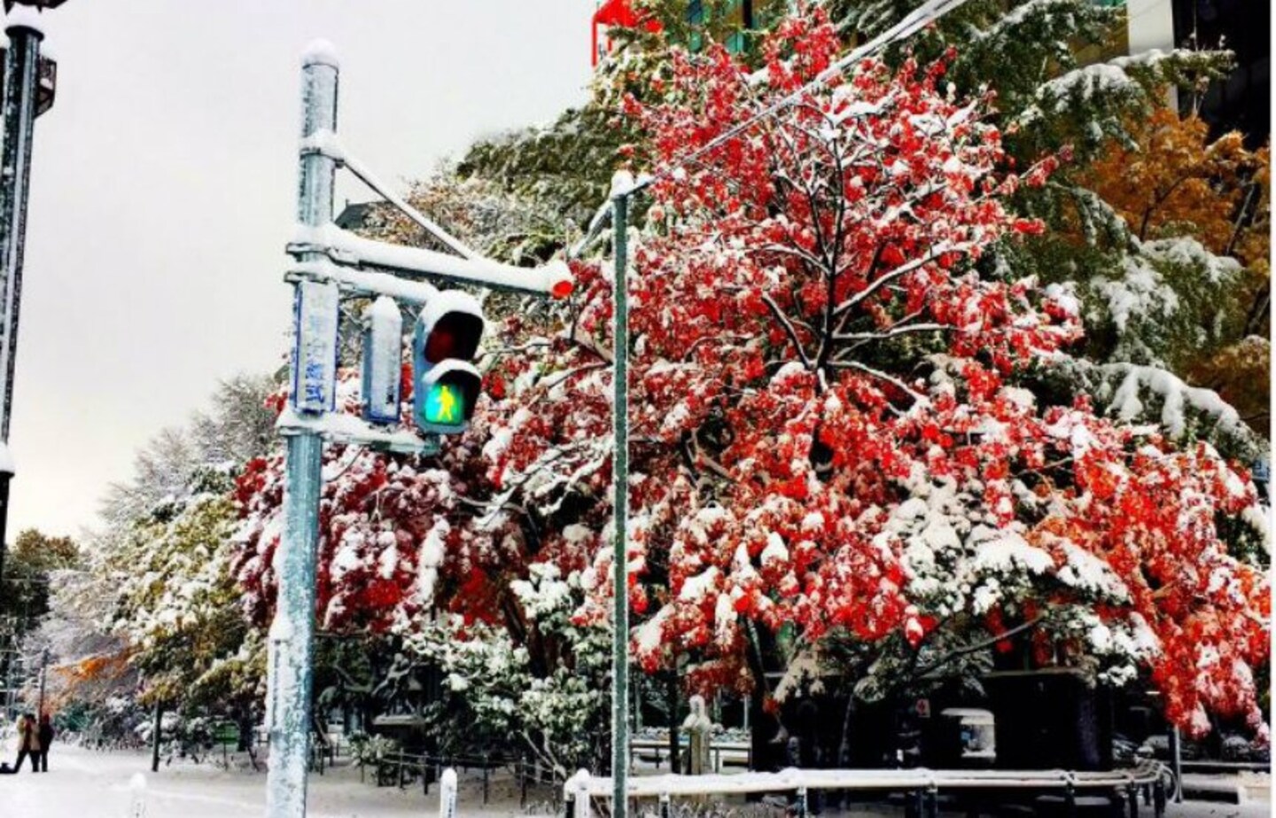 Beautiful Images of Snow-Covered Autumn Leaves