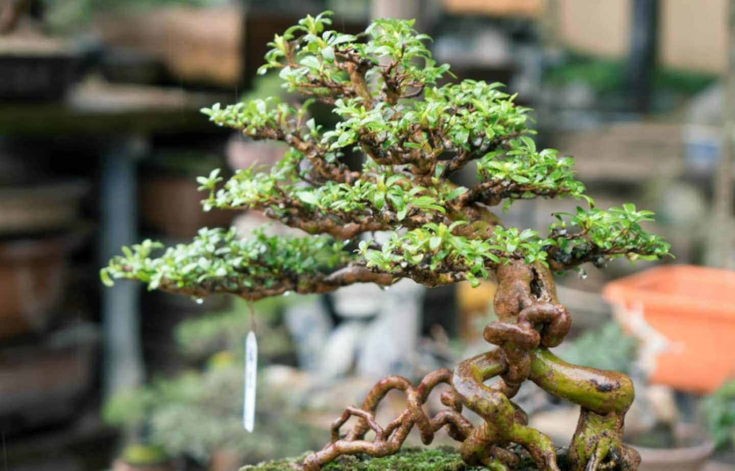 Perfecting the Art of Bonsai