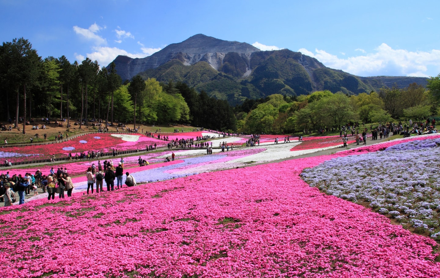 Top 6 Flower Spots in Saitama