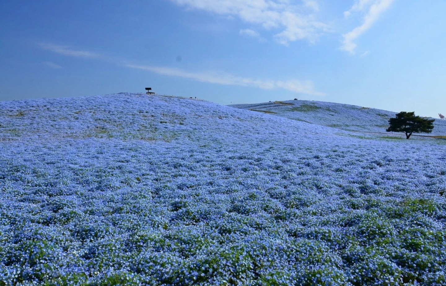 4.5 Million Flowers Keep This Park Blue