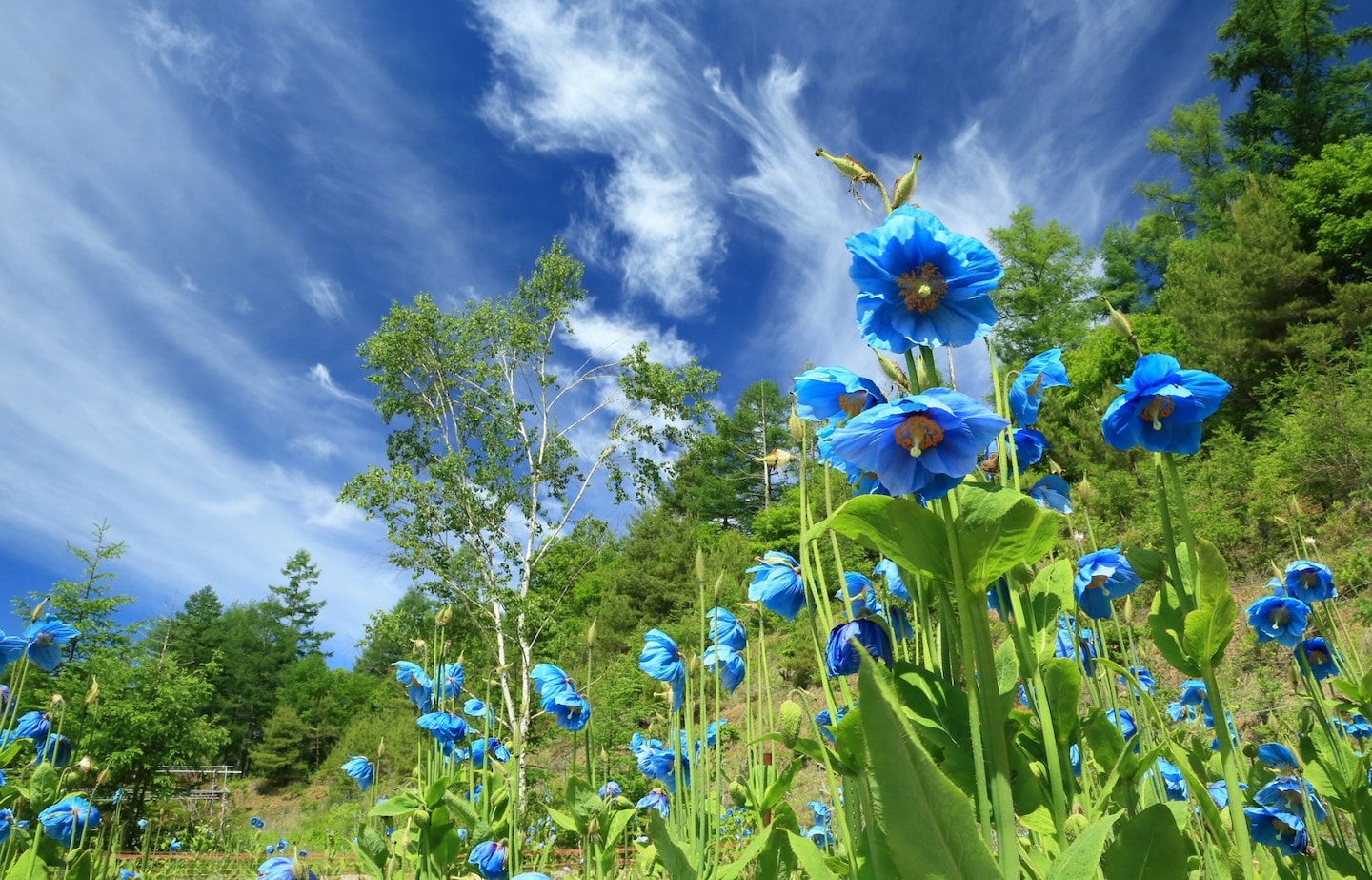 The 6 Most Beautiful Villages in Japan