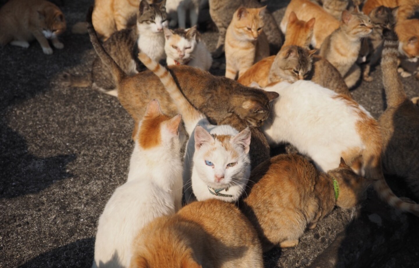 ลุยเดี่ยว เที่ยวเกาะแมว Aoshima Island