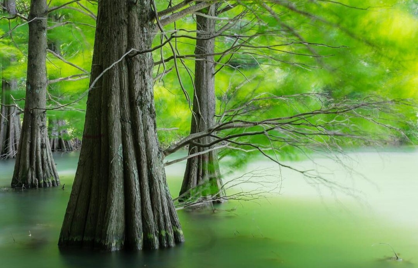 Escape into a Magical Forest in Fukuoka