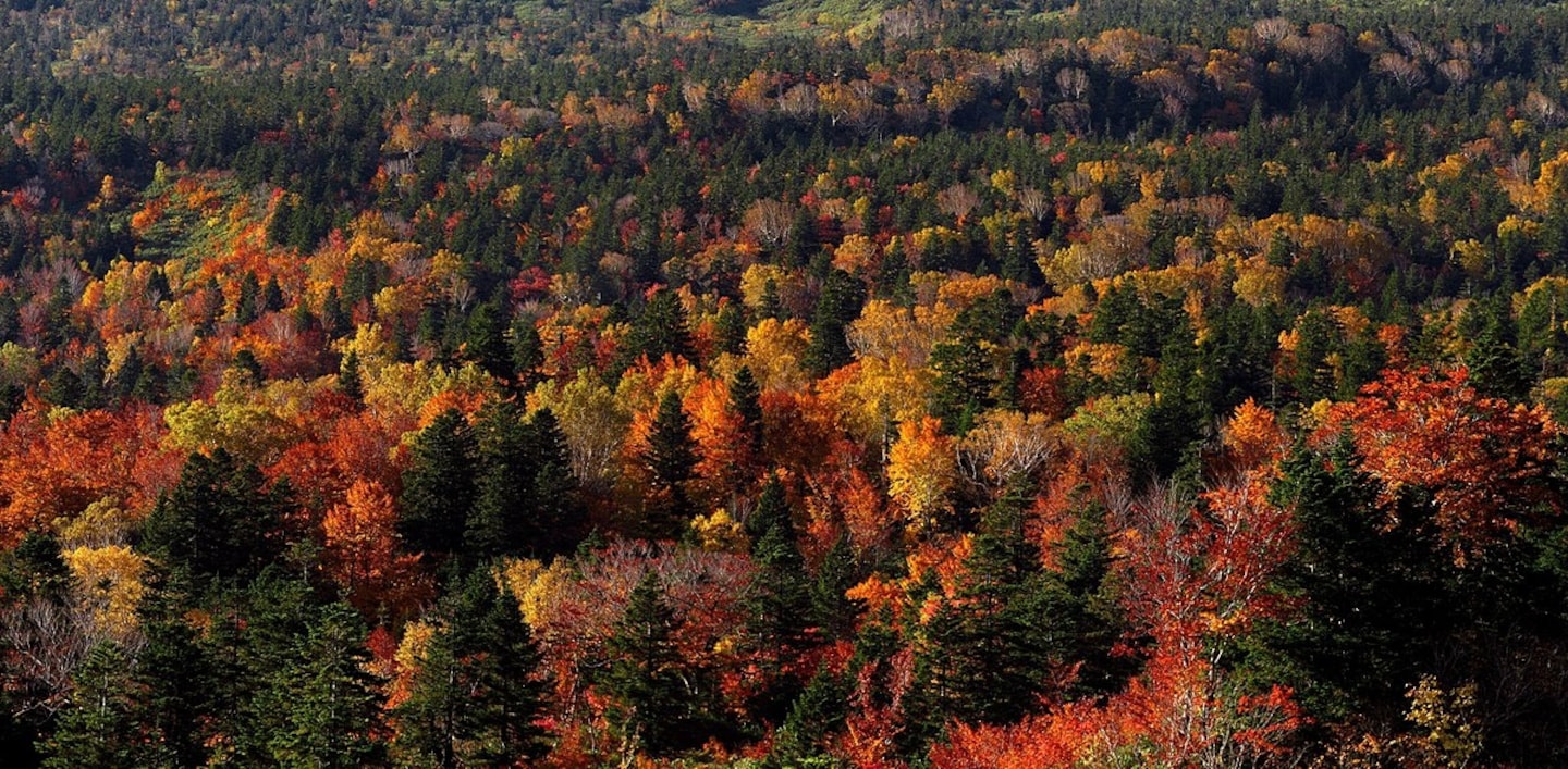 2017 Autumn Foliage Forecast