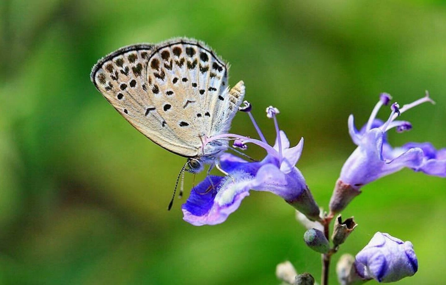 30 Stunning Flowers in Japan's National Parks