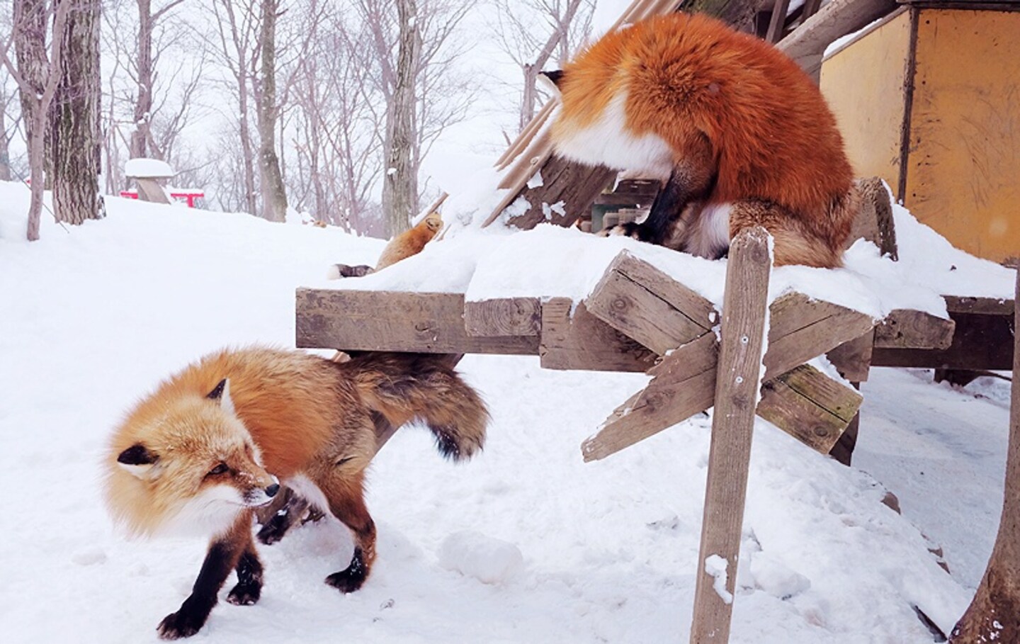 หลงรักสุนัขจิ้งจอกที่ Zao Fox Village