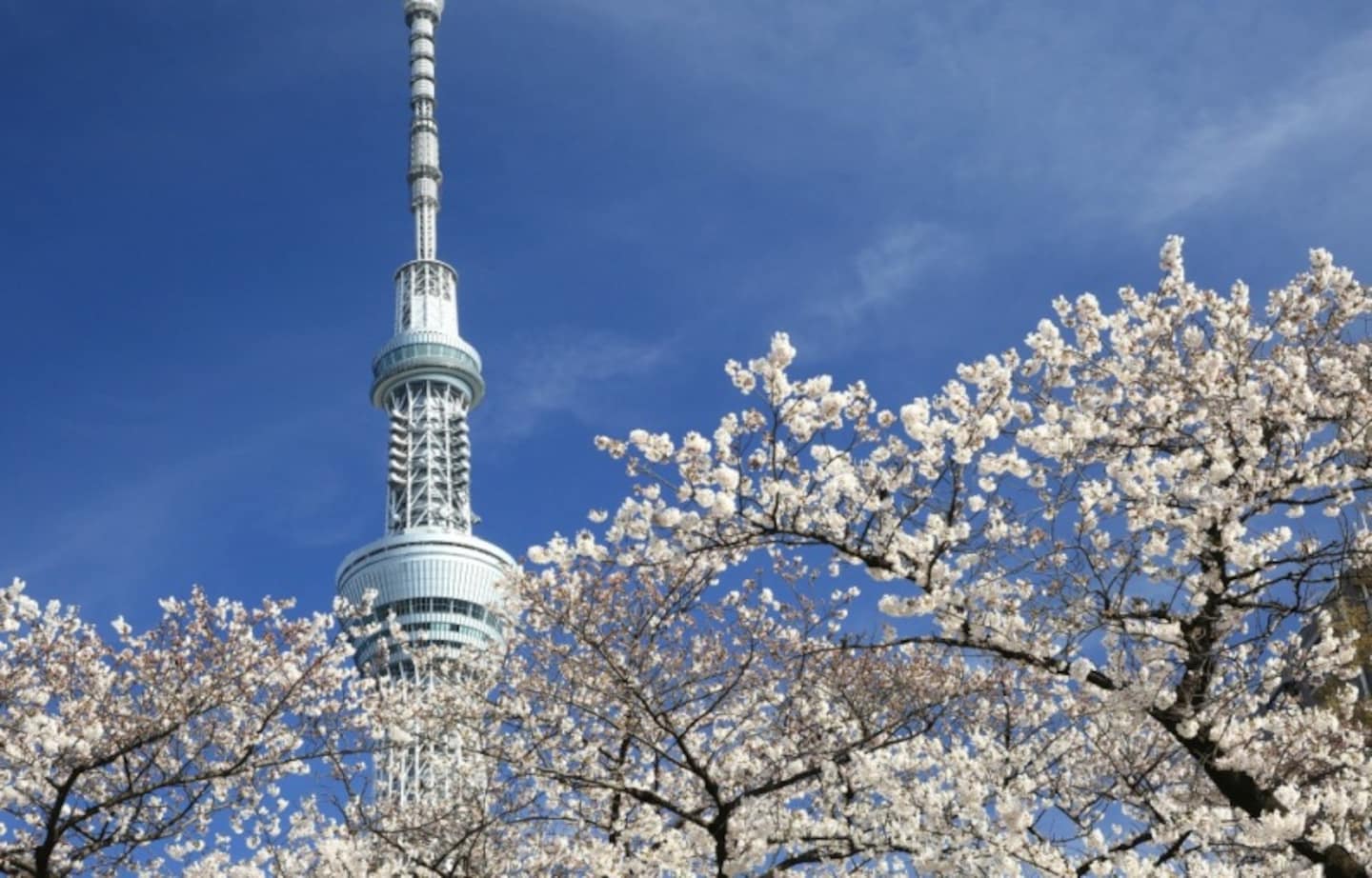 9 Fun Tokyo 'Hanami' Spots