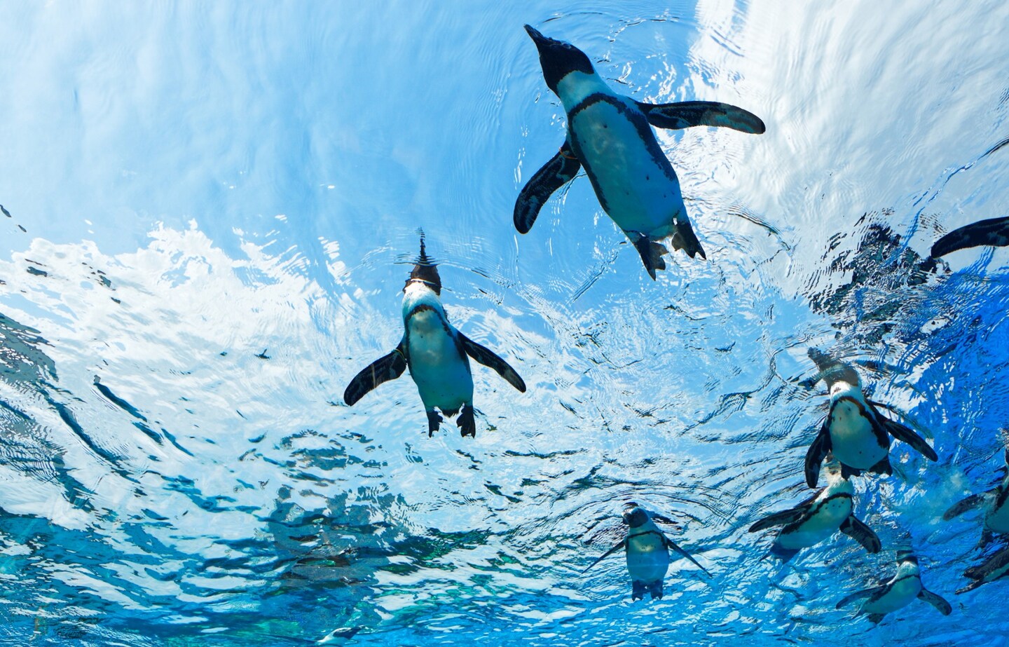 【日本東京】涼快過暑假！到水族館窺探海洋世界的秘密