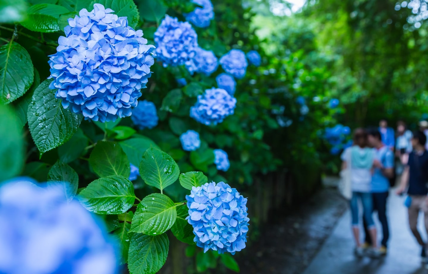 Instagram-Worthy Rainy Day Spots in Japan