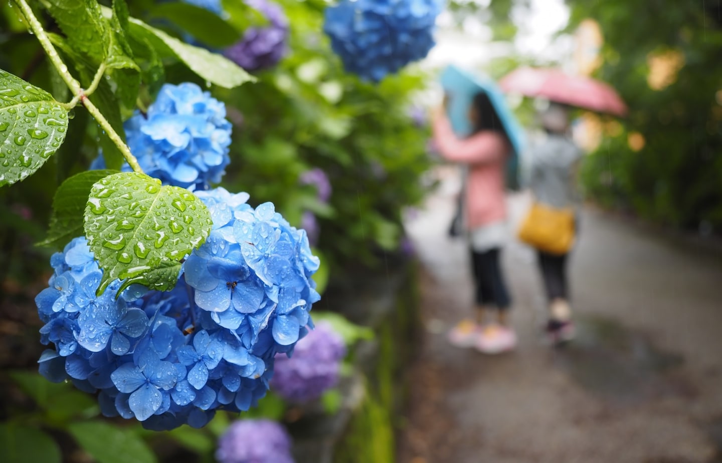 初夏梅雨季節來臨，惱人的「氣象病」你也中招了嗎？