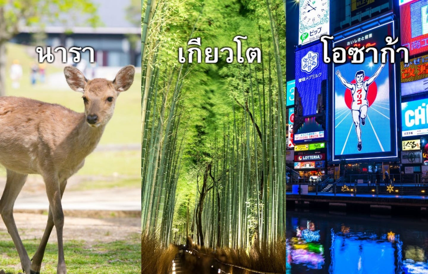 โอซาก้า เกียวโต นารา เที่ยวเมืองไหนดี