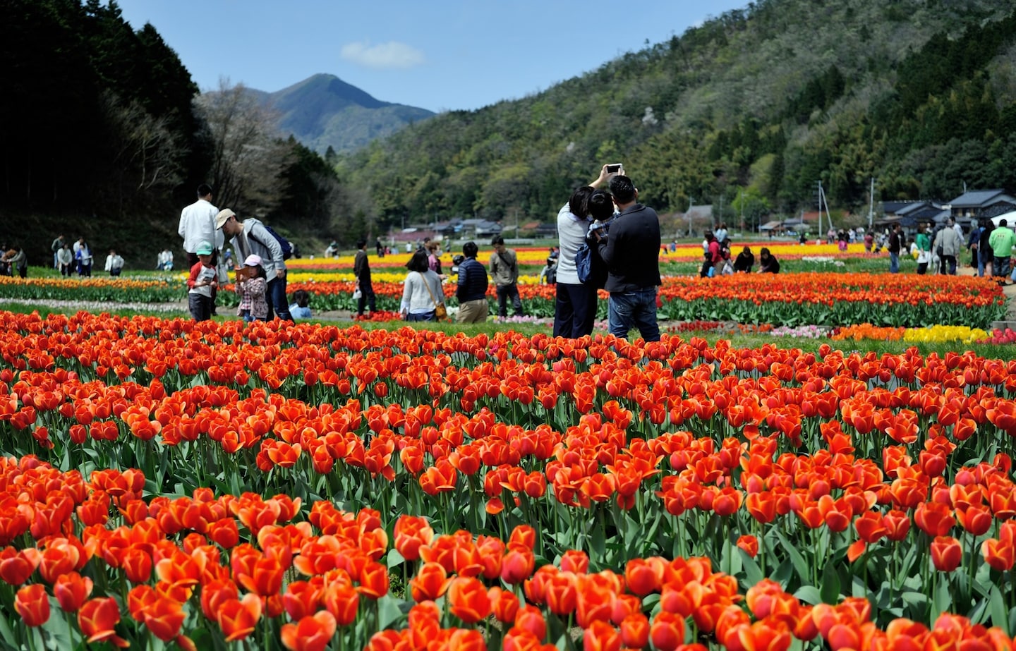 Enjoy Flower Fun at the Tanto Tulip Festival