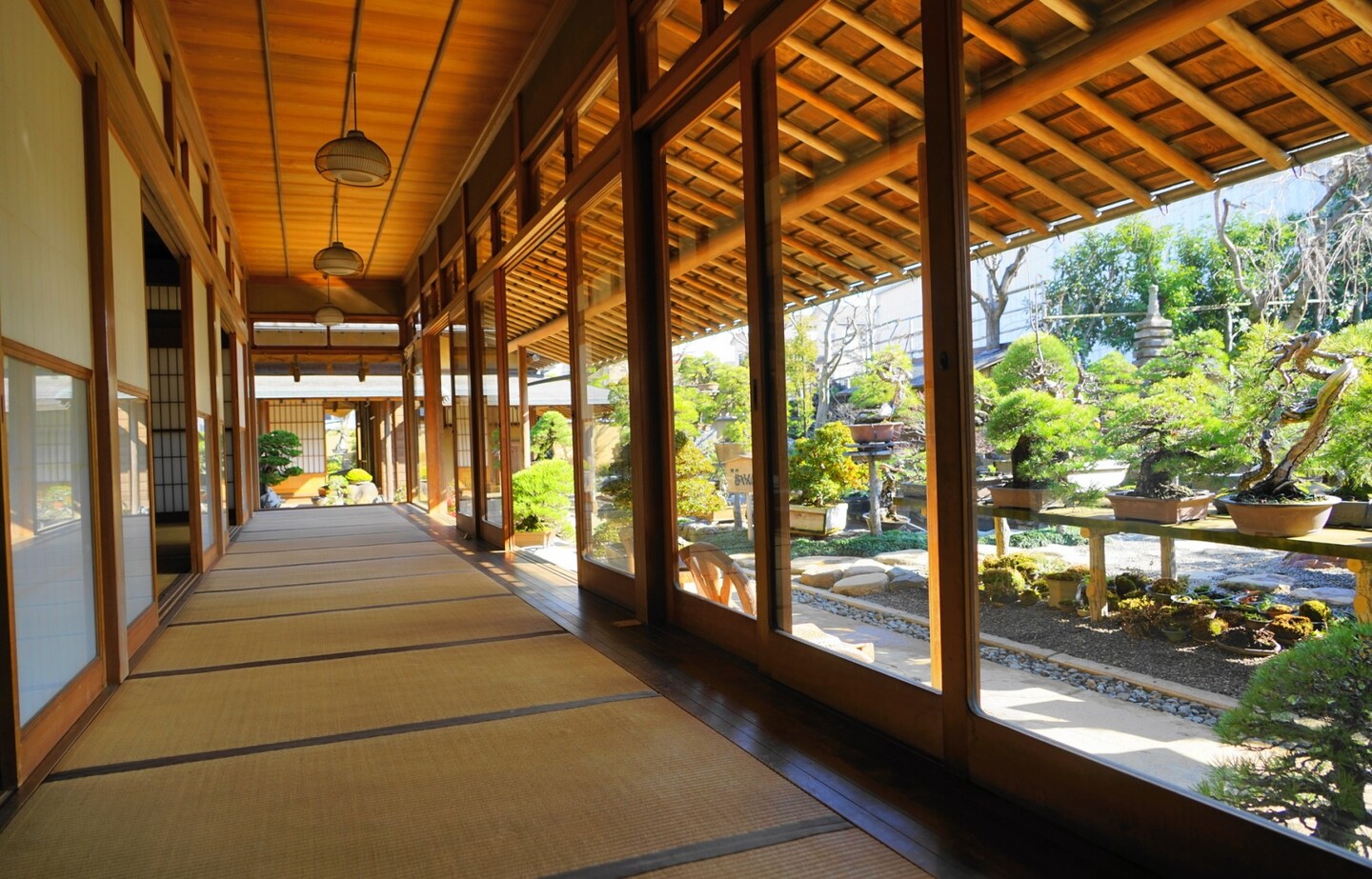 在東京市中心尋找市區休閒陸洲，春花園BONSAI美術館+澀谷&代官山散策！