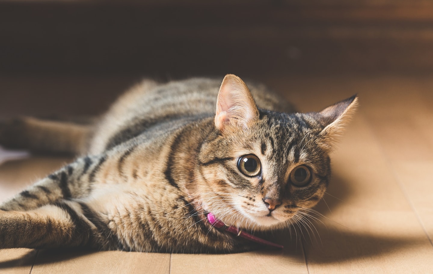 Feline Furniture is Purrfect for Cats & Owners