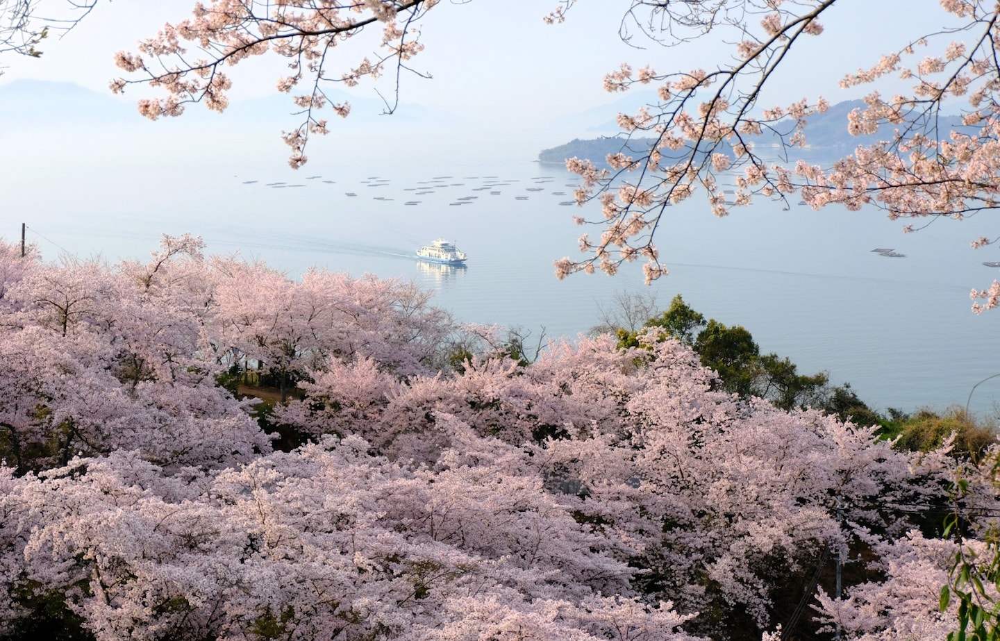 The Cherry Blossom Beauty of Shodoshima