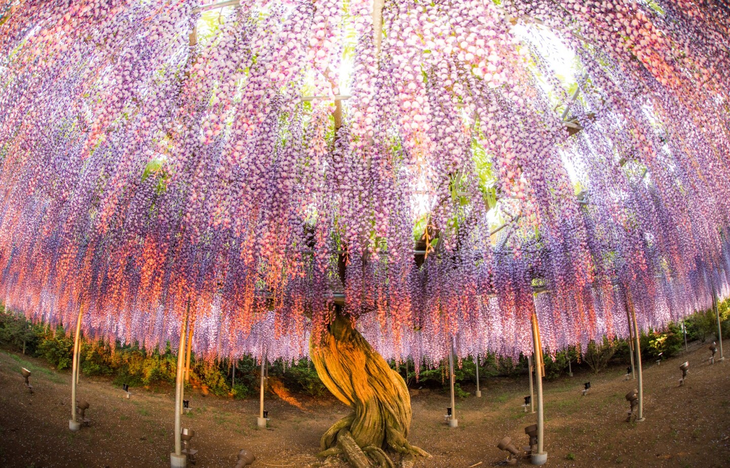 Whisk Yourself Away to a Land of Wisteria