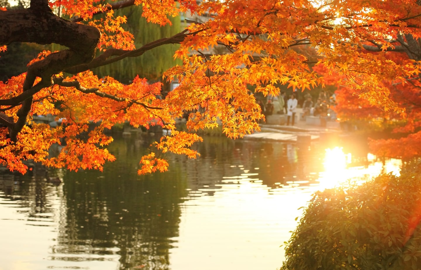 【北海道自由行】搭乘札幌地下鐵賞楓去！札幌市內必去四大紅葉景點